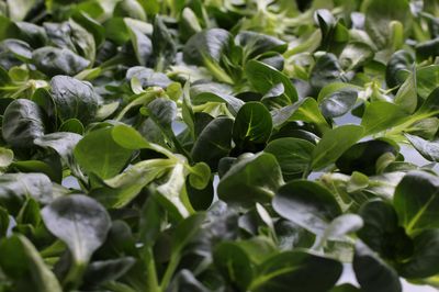 Kh Feldsalat 250g BW